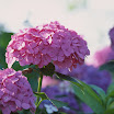PICT1598.JPG