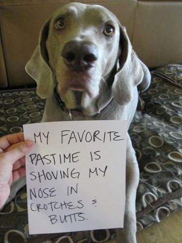 [dog-shaming-bad-34%255B2%255D.jpg]
