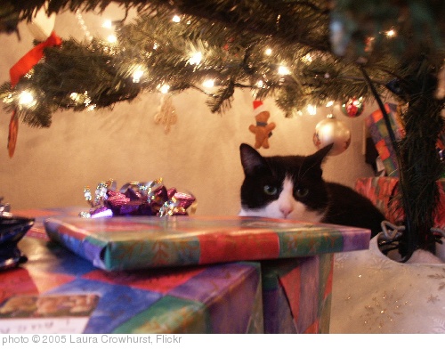 'Resting under the Tree' photo (c) 2005, Laura Crowhurst - license: http://creativecommons.org/licenses/by-nd/2.0/