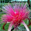 FL 2009 American Orchid Society (3).JPG