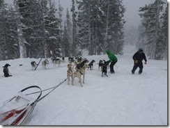 Dog sled 2014, snow 018 - Copy