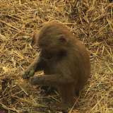 Im Affengehege in Skansen. Stockholm - 3 Tag 230.jpg