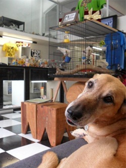 Loja de adoção de cães e outros animais em São Paulo. Loja de adoção de cães e outros animais em São Paulo.