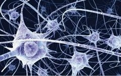 Psicobiologia Psicobiologia