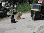 Path to Old Manali