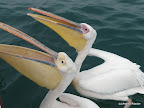 Bootstour, Walfish Bay