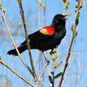 Red-winged Blackbird (Male)