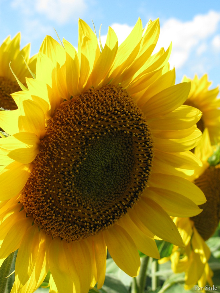[Sunflower%2520Back%2520lit%255B10%255D.jpg]