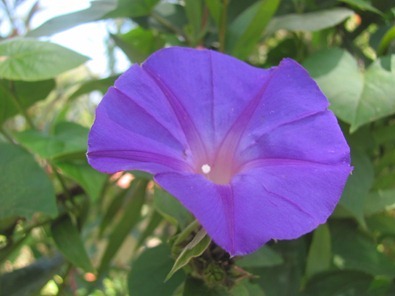 IMG_4171 IMG_4171