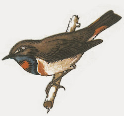 Der Blaukehlchen (Luscinia svecica) ist eine stark gesch'utzte Vogelart.
