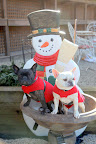 This snowman is more like it.  Do you think if we sit here for awhile, he will come to life?