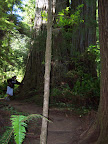 california_sequoia