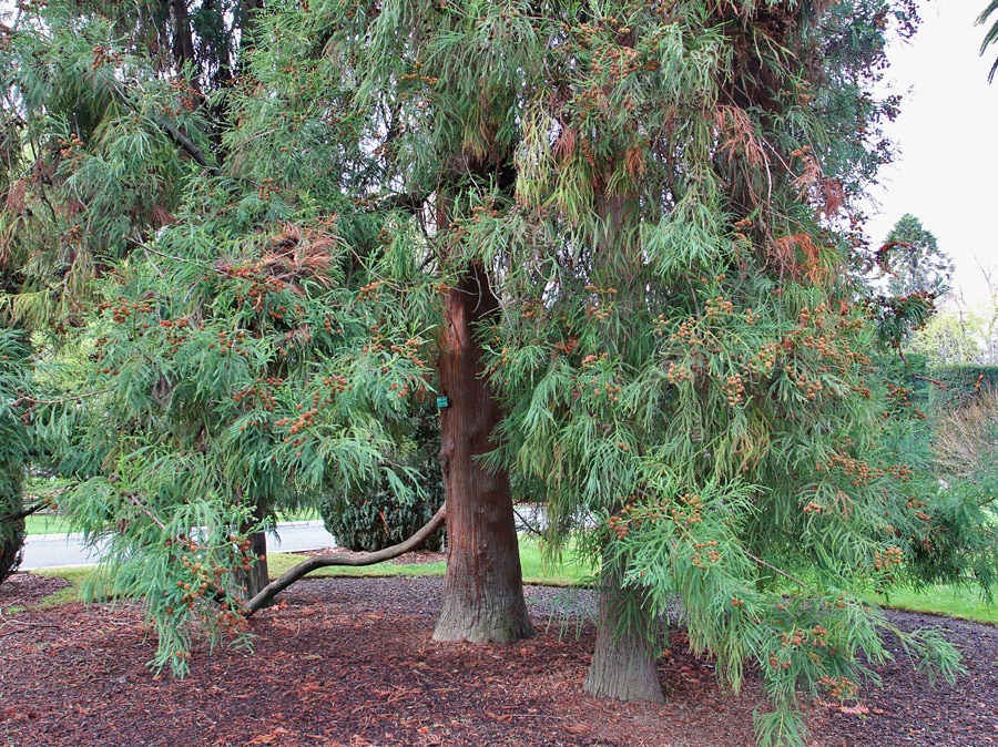 [120317_Capitol_Park_Cryptomeria-japo.jpg]