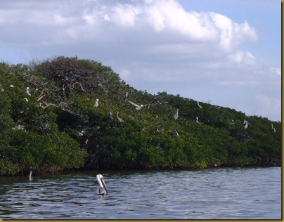 pelican island