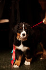 During our wedding, we received the most wonderful surprise—a Bernese Mountain Dog puppy! We named her Winter. During our wedding, we received the most wonderful surprise—a Bernese Mountain Dog puppy! We named her Winter.
