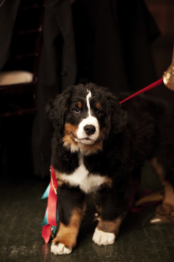 During our wedding, we received the most wonderful surprise—a Bernese Mountain Dog puppy! We named her Winter. During our wedding, we received the most wonderful surprise—a Bernese Mountain Dog puppy! We named her Winter.