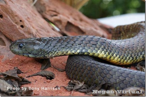 Tiger-Snake-side-head Tiger-Snake-side-head