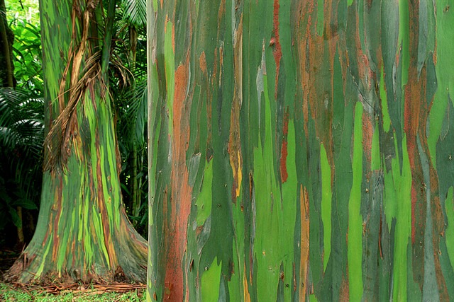 بالصور:شجرة قوس قزح اكثر الاشجار الوانا Rainbow-eucalyptus-3%25255B3%25255D