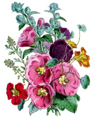 hollyhocks vintage image graphicsfairy007bsm hollyhocks vintage image graphicsfairy007bsm