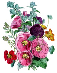 hollyhocks vintage image graphicsfairy007bsm