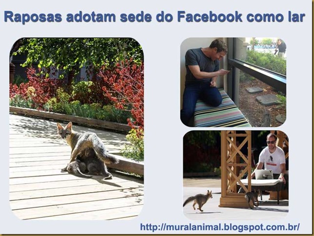raposas_facebook