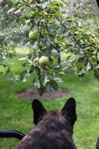 These Bartlett pears are an especially fragrant variety.  I can't wait until they begin to ripen!