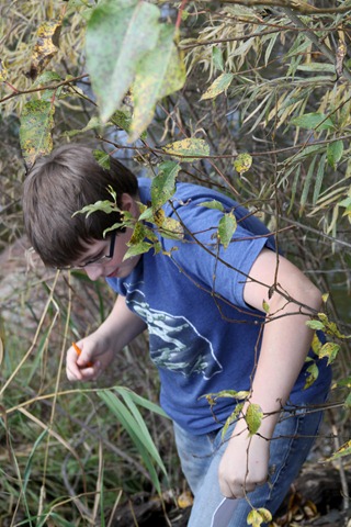 Dale in the trees
