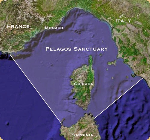 Pelagos Sanctuary1