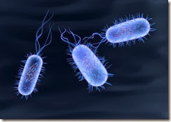 greg_bacteria greg_bacteria