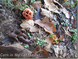 Garden stuff - Nov 2011- Fall mushroom 020