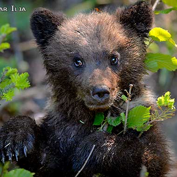 BROWN BEAR CUBS