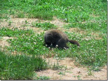 Woodchuck06-24-13c