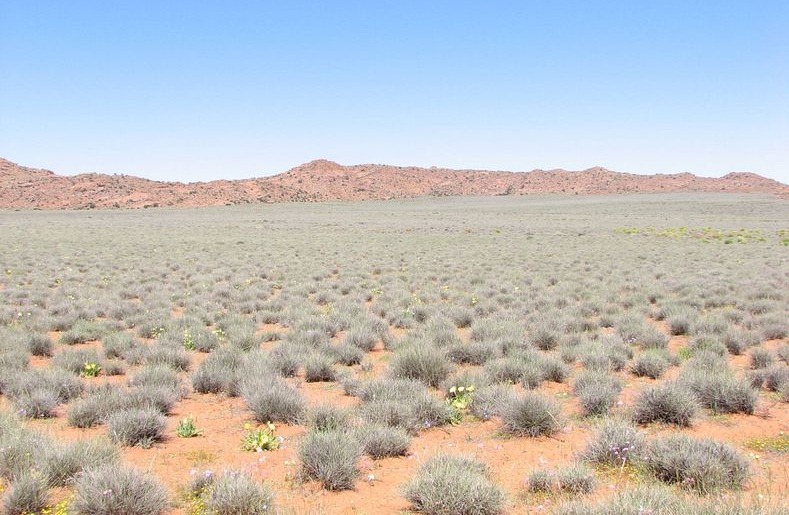 Namaqualand-flores-5 Namaqualand-flores-5