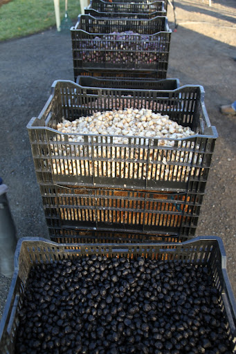 OMG!  Now I remember - it's bulb planting day!  Remember all the bulbs we found in the equipment barn?