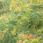 image_from_picasa