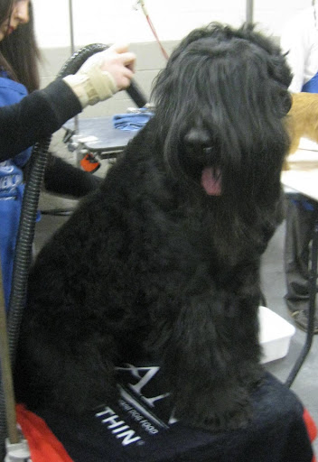 Black Russian Terrier