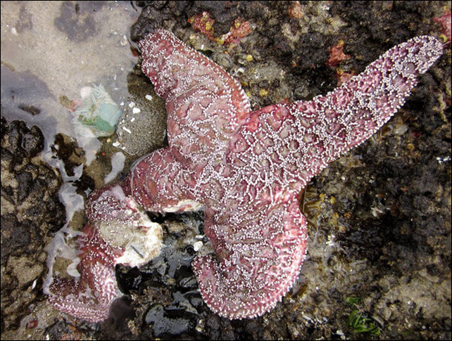 An ochre sea star is seen in May on the Oregon coast with one leg disintegrating from star wasting syndrome. Scientists wonder if global warming is somehow influencing the disease&rsquo;s alarming spread south to California and north to Alaska. Photo: Elizabeth Cerny-Chipman / Oregon State University / AP