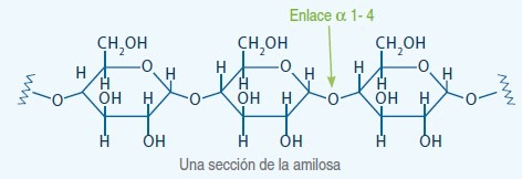 estructura ciclica del almidon