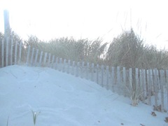 11.2011 sand dunes beach grass Mayflower beach dennis