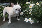 Searching for Autumn Flowers