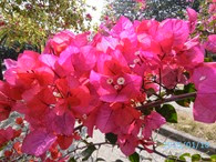 IMG_1532 IMG_1532