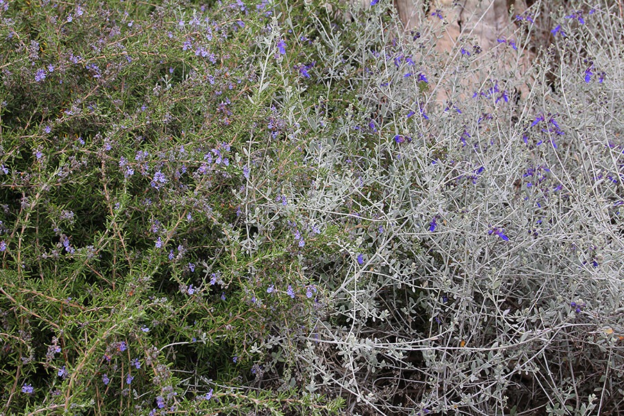 [111127_rosemary%252Bbushgermander%255B2%255D.jpg]