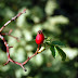DSC_2838.JPG