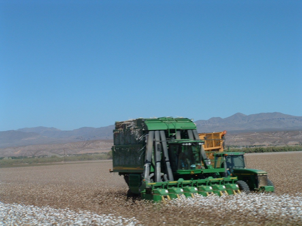 [2-Harvesting-Cotton-10-13-113.jpg]