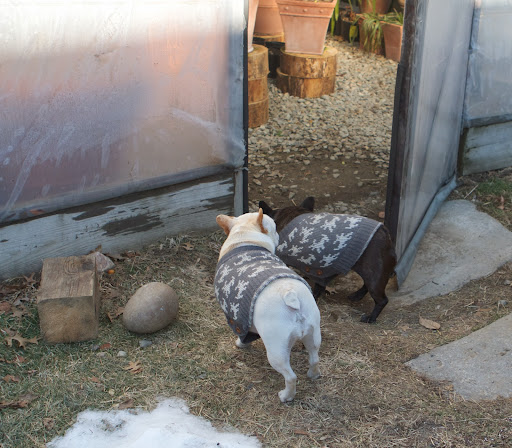 Now let's go into the citrus hoop house and see how things are in there. Yumm! Something smells so great! Now let's go into the citrus hoop house and see how things are in there. Yumm! Something smells so great!