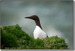 Bempton Cliffs D50  05-05-2012 14-45-28