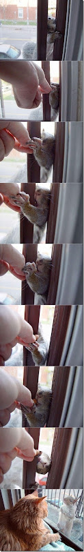 funny-animals-haha-37