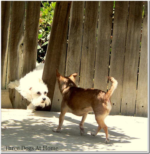 dogs at fence3