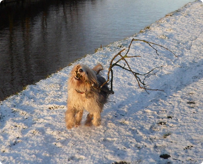 SAM_0010 Snowy Ellesmere