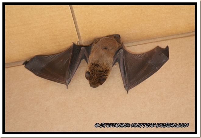 Rescued bat Rescued bat